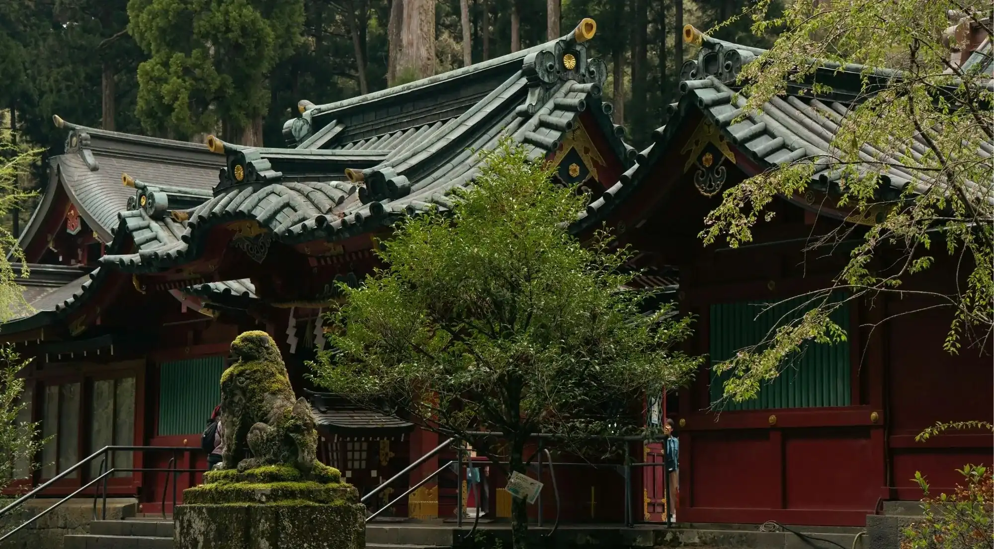 Shrine buildings beneath the forest canopy